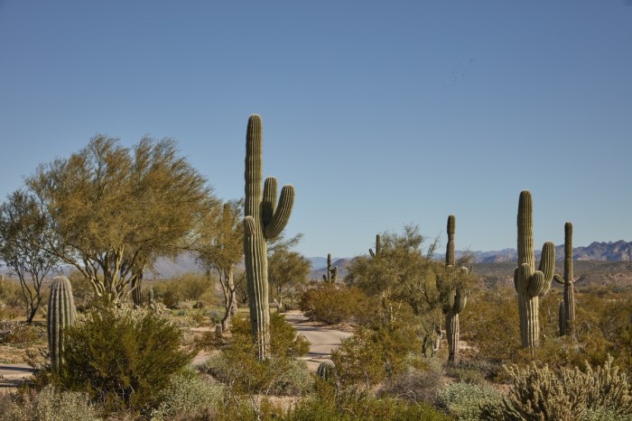 landscape in Phoenix, The truth about what it's like to live in Phoenix Arizona, Phoenix AZ real estate
