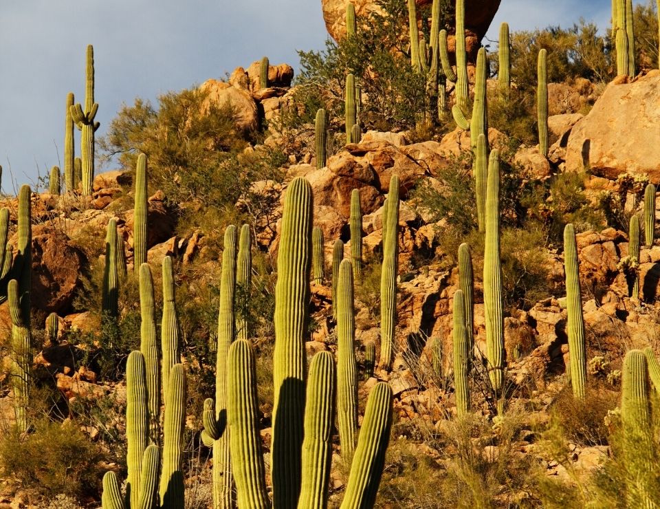Saguaro cacti in Arizona, Northern Arizona vs Southern Arizina