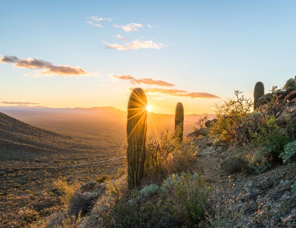 Weather in Arizona, Saquaro sunset, Living in Phoenix vs Living in Tucson AZ