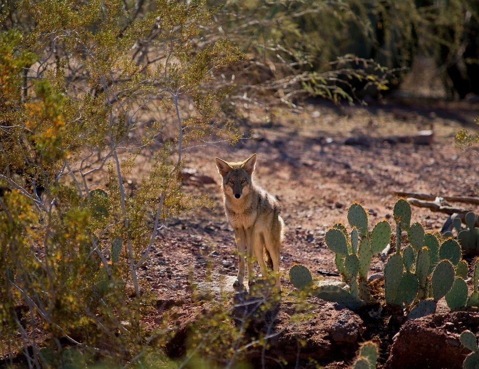 Coyote wildlife in Phoenix, Pros & Cons of Living in Phoenix