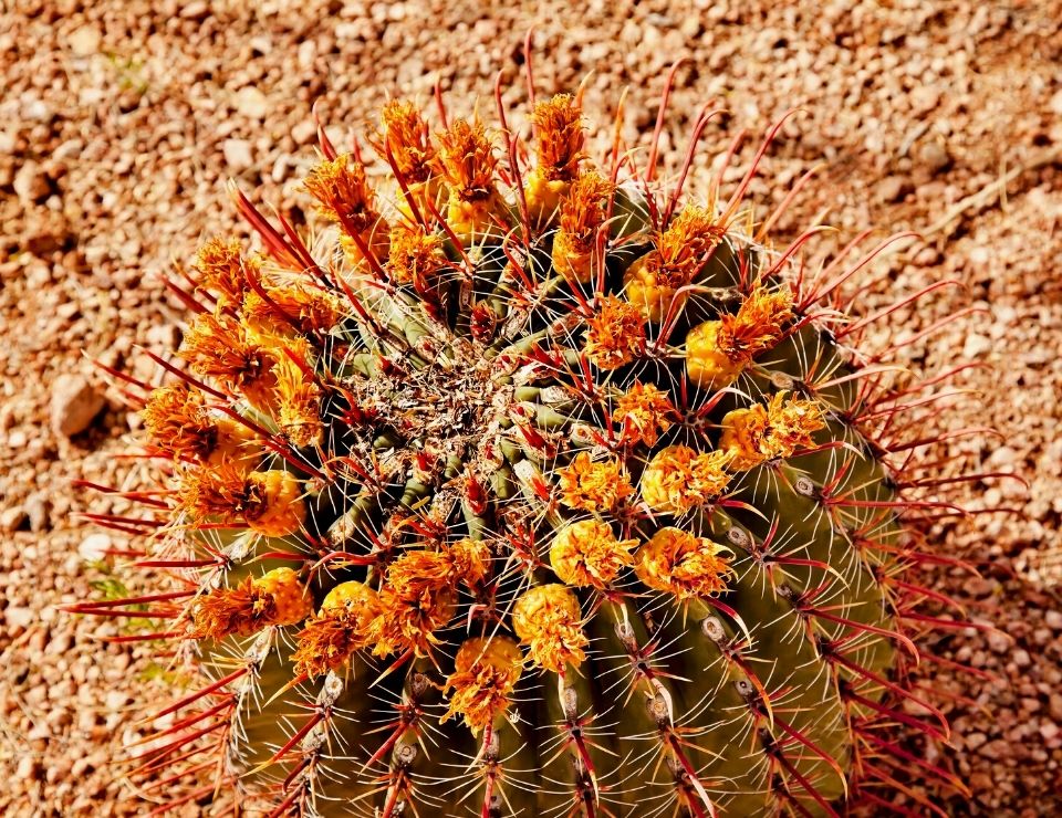Colorful cactus from the Phoenix AZ botanical gardens, Fun things to do in Phoenix, Arizona (5)