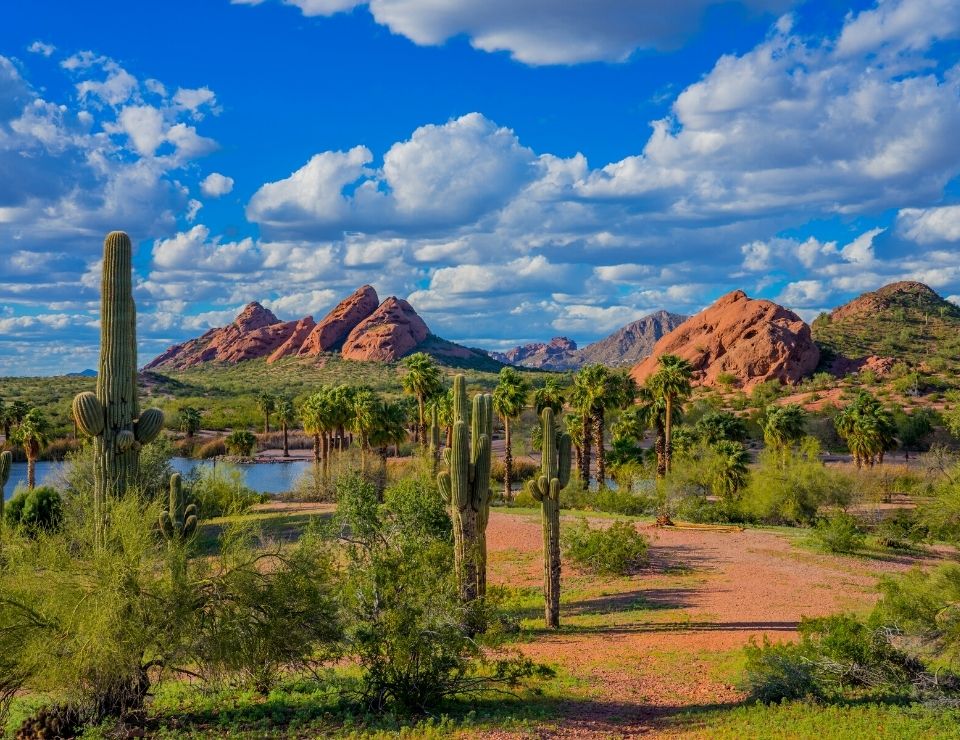 Sonoran Desert in the spring, Living in Phoenix Arizona versus Las Vegas (3)